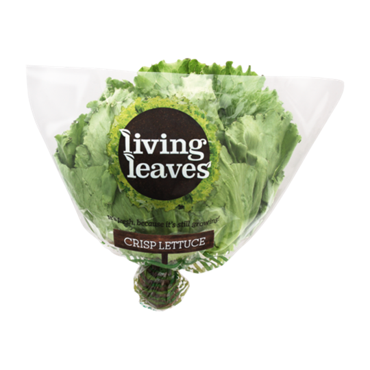 Picture of Living Leaves Lettuce Head Pack